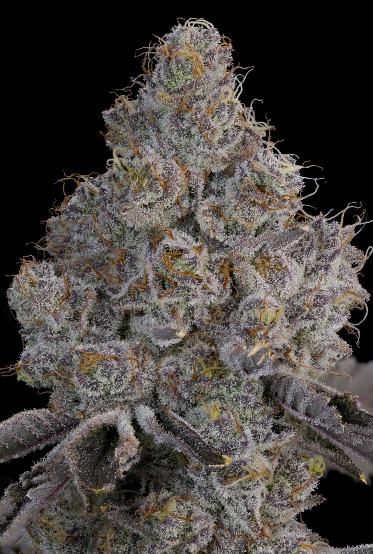 Chrome Sherb (Z Road x Ultraviolet Sherb) 7 seeds + 2 Melon Dawg + 2 Peach Chai