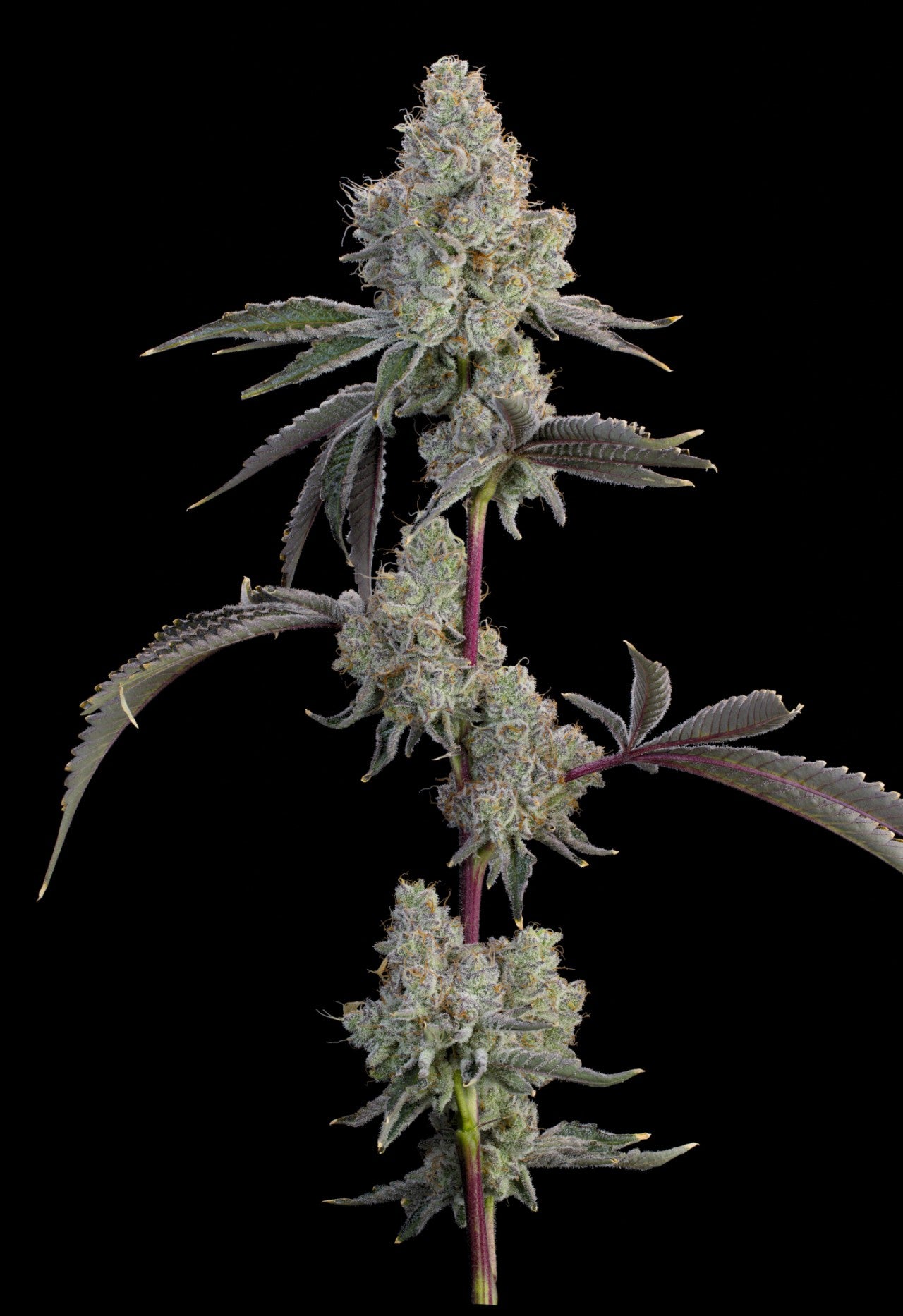 Chrome Sherb (Z Road x Ultraviolet Sherb) 7 seeds + 2 Melon Dawg + 2 Peach Chai