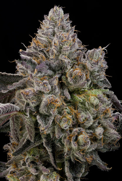 Sour Peachez (Zowahh x Peach Guava) 7 seeds + 2 Melon Dawg + 2 Peach Chai