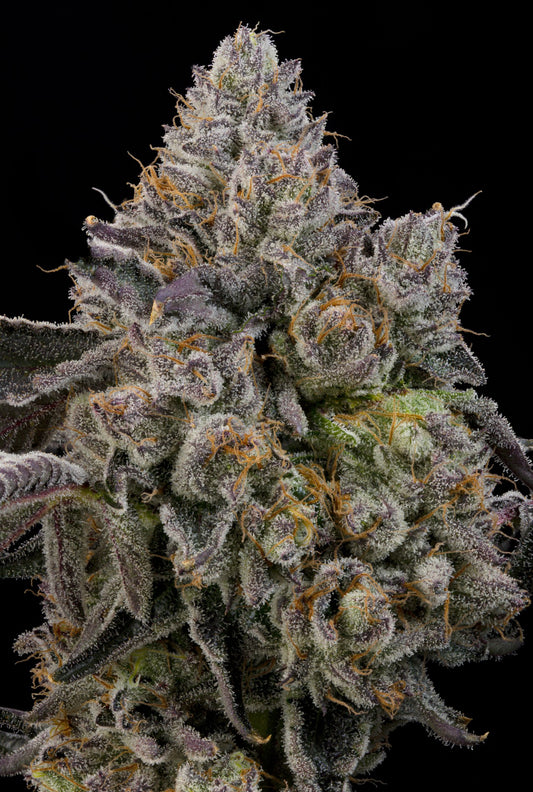Sour Peachez (Zowahh x Peach Guava) 7 seeds + 2 Melon Dawg + 2 Peach Chai
