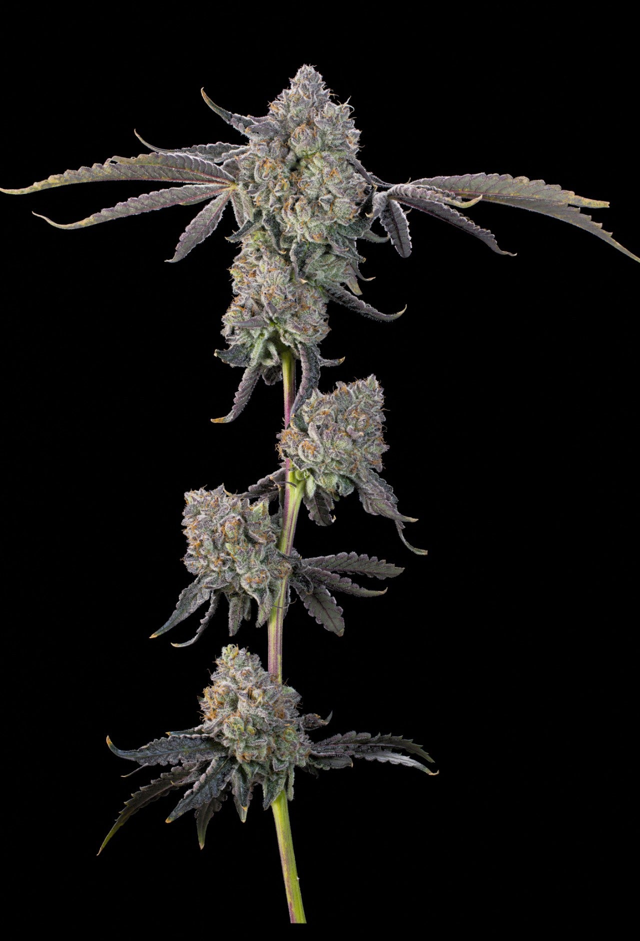 Sour Peachez (Zowahh x Peach Guava) 7 seeds + 2 Melon Dawg + 2 Peach Chai
