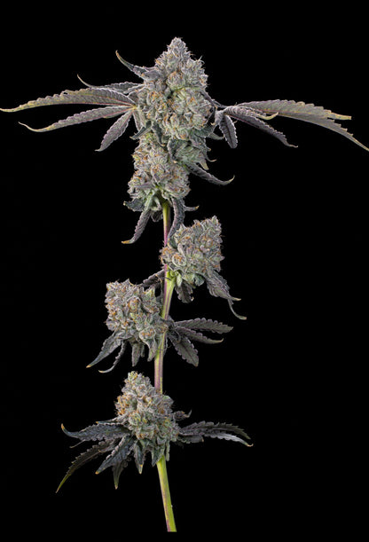 Sour Peachez (Zowahh x Peach Guava) 7 seeds + 2 Melon Dawg + 2 Peach Chai