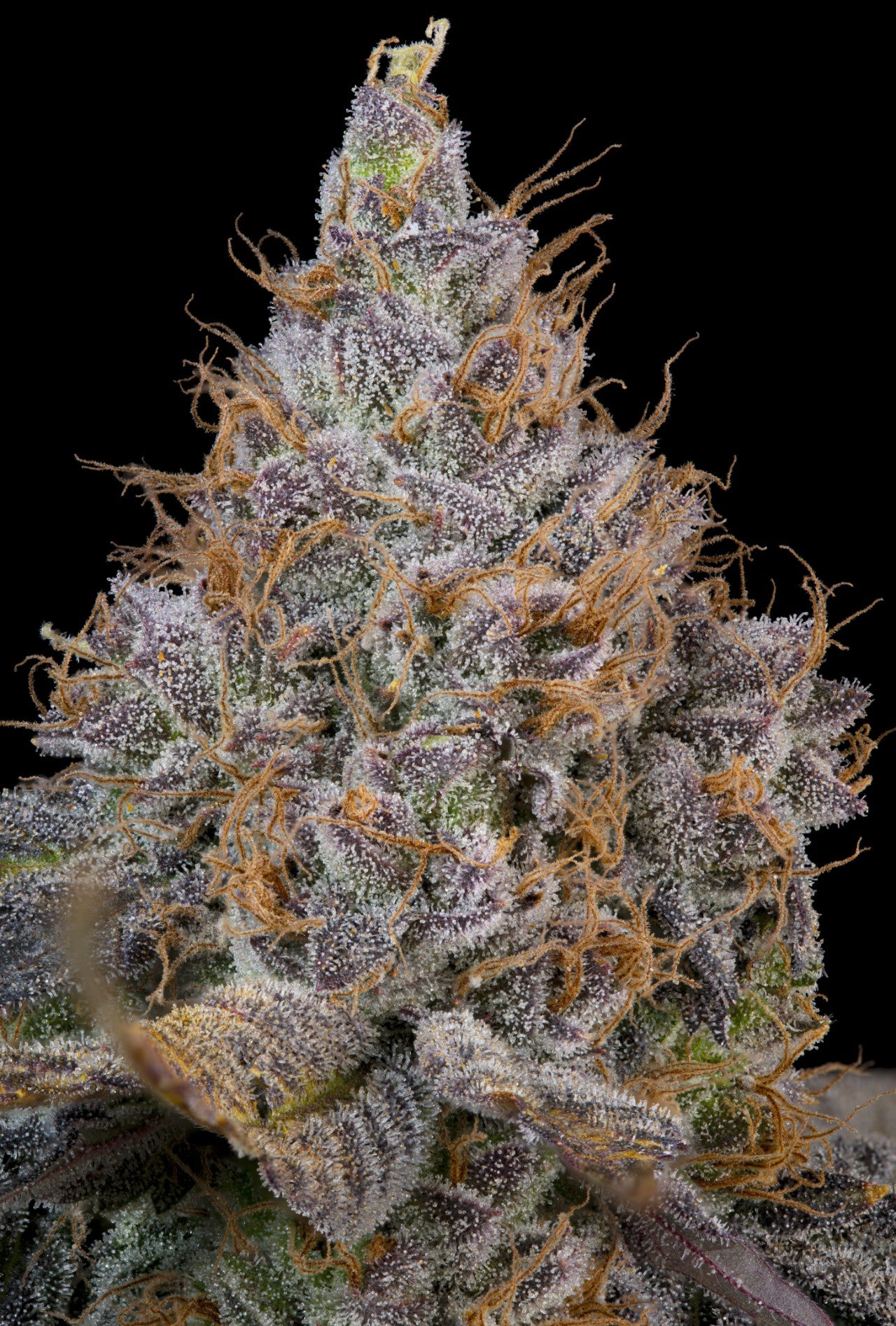 Pink Plumz (Plumz x Pink Limez) 7 seeds + 2 Melon Dawg + 2 Peach Chai