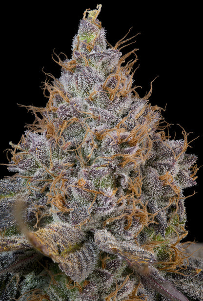 Pink Plumz (Plumz x Pink Limez) 7 seeds + 2 Melon Dawg + 2 Peach Chai