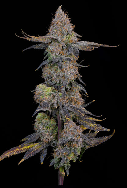 Pink Plumz (Plumz x Pink Limez) 7 seeds + 2 Melon Dawg + 2 Peach Chai