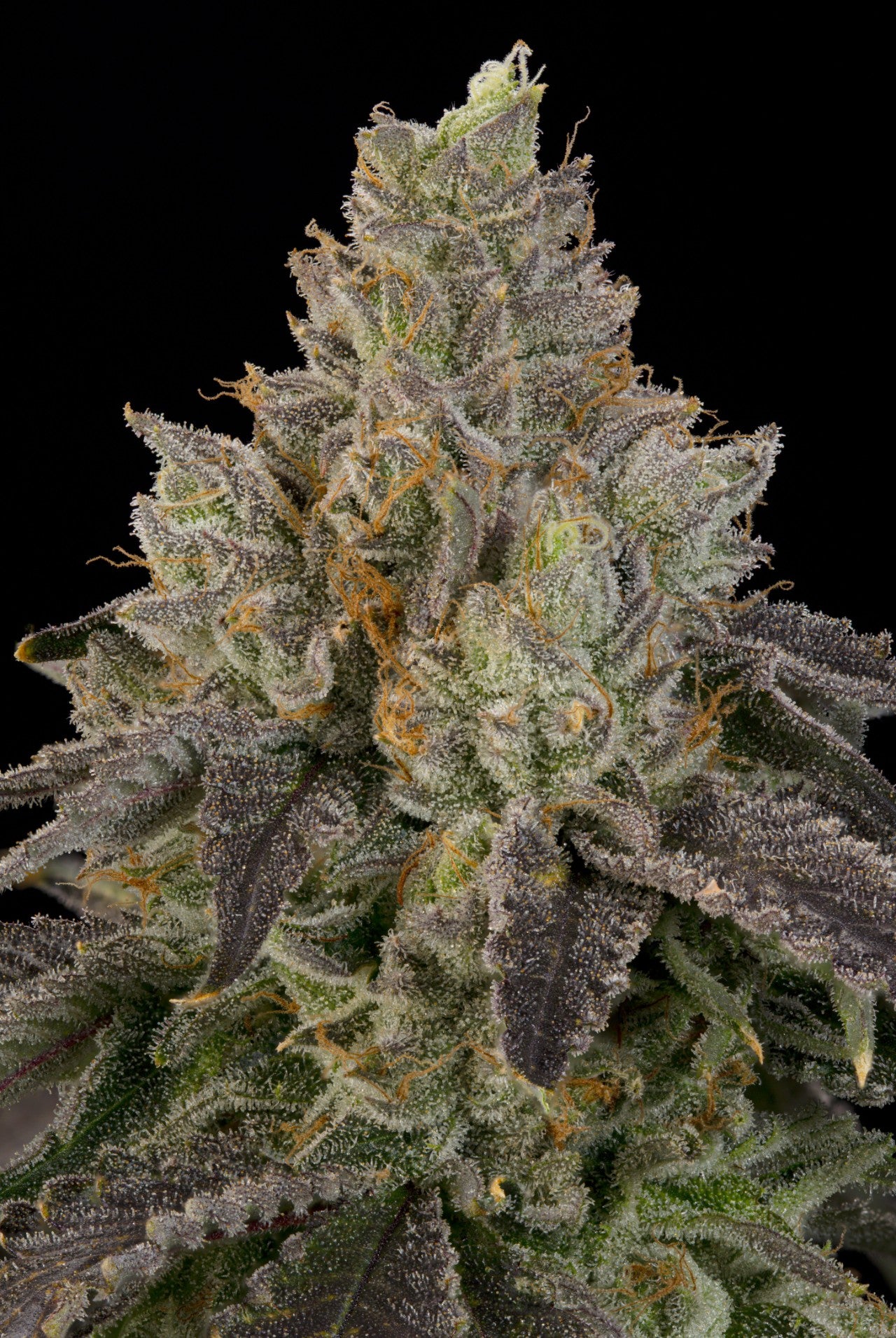 OZ Guava (Ozark x Peach Guava) 7 seeds + 2 Melon Dawg + 2 Peach Chai