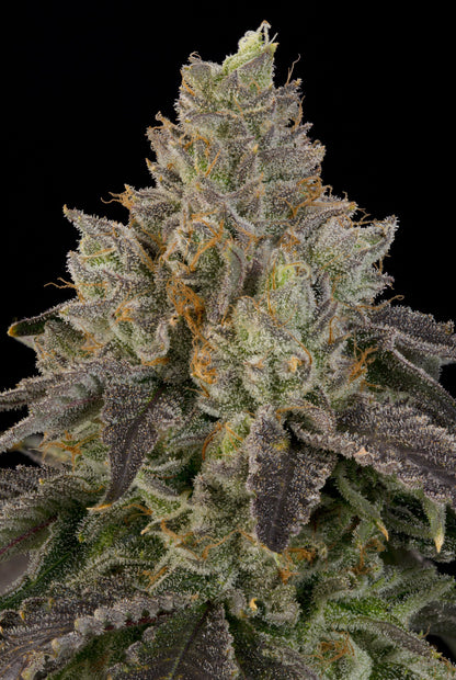 OZ Guava (Ozark x Peach Guava) 7 seeds + 2 Melon Dawg + 2 Peach Chai
