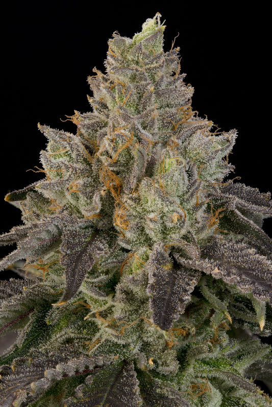 OZ Guava (Ozark x Peach Guava) 7 seeds + 2 Melon Dawg + 2 Peach Chai