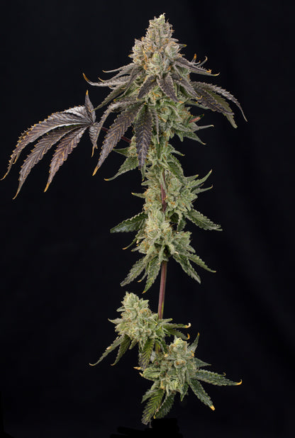 OZ Guava (Ozark x Peach Guava) 7 seeds + 2 Melon Dawg + 2 Peach Chai