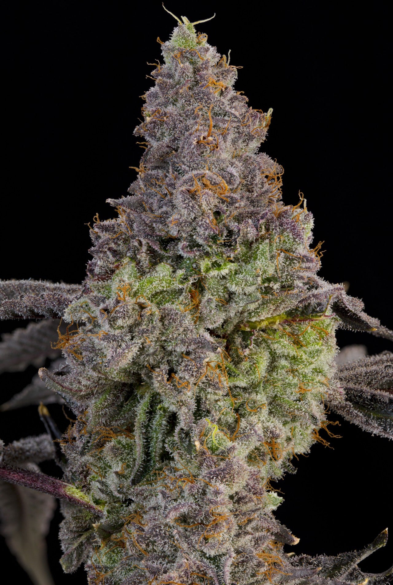 Blue Beluga (Bluzzi x Peach Guava) 7 seeds + 2 Melon Dawg + 2 Peach Chai