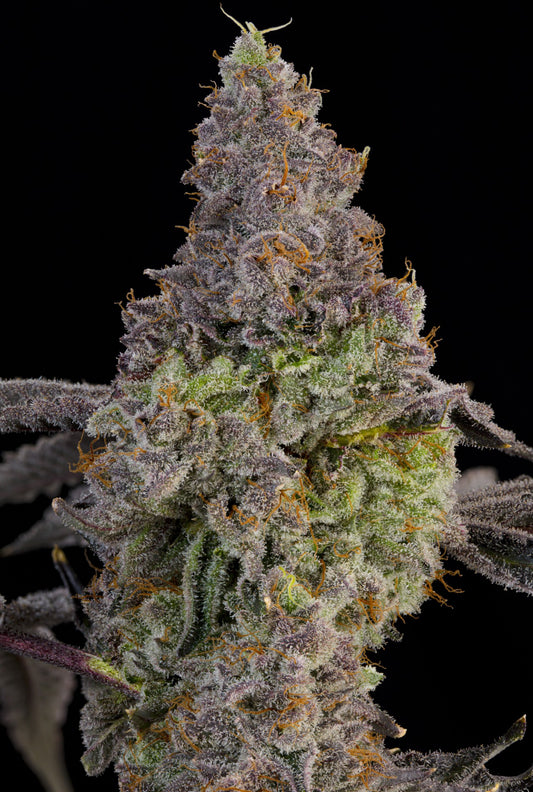 Blue Beluga (Bluzzi x Peach Guava) 7 seeds + 2 Melon Dawg + 2 Peach Chai