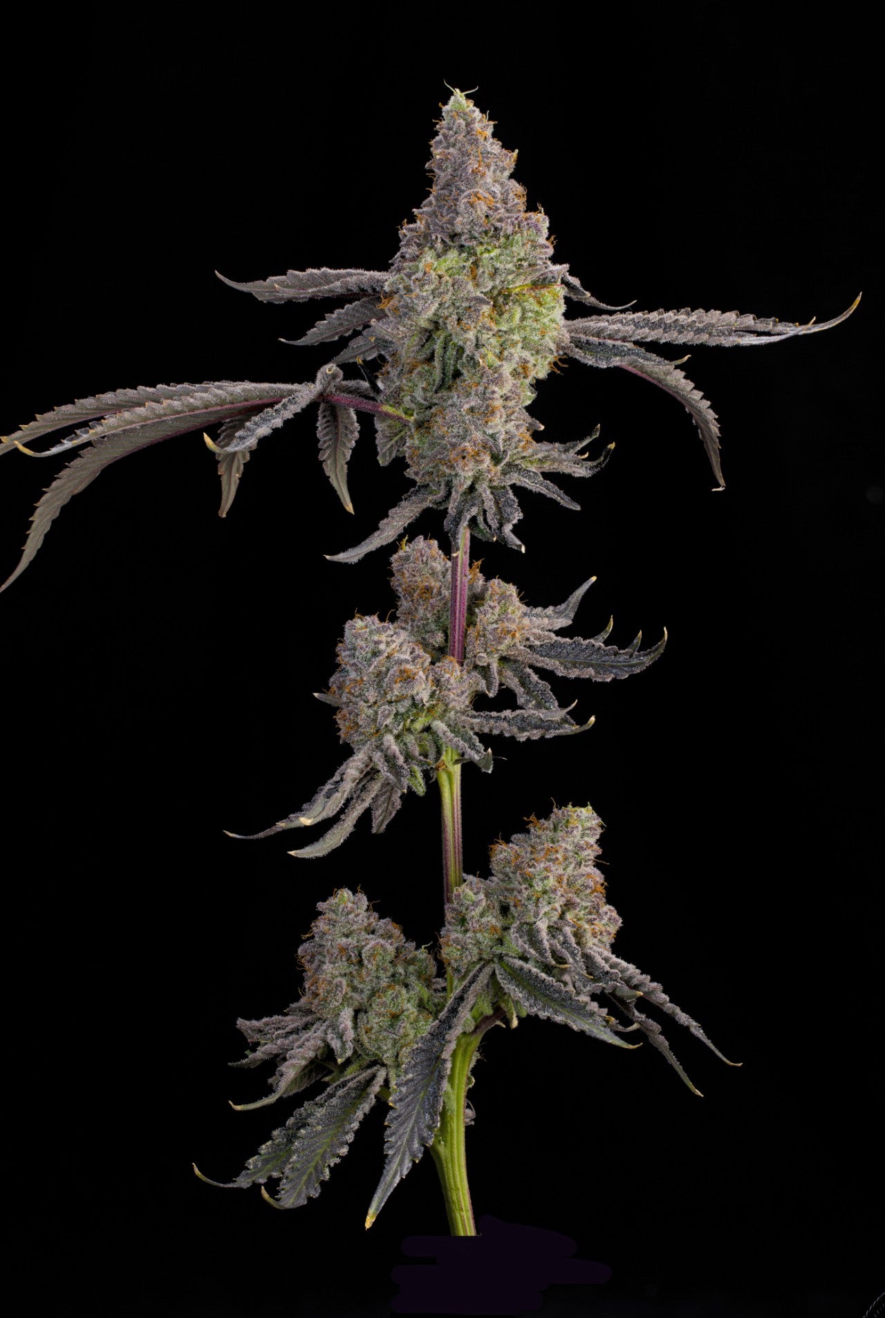 Blue Beluga (Bluzzi x Peach Guava) 7 seeds + 2 Melon Dawg + 2 Peach Chai