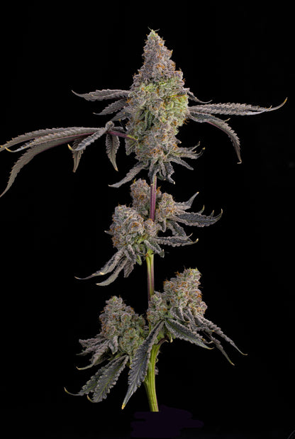 Blue Beluga (Bluzzi x Peach Guava) 7 seeds + 2 Melon Dawg + 2 Peach Chai