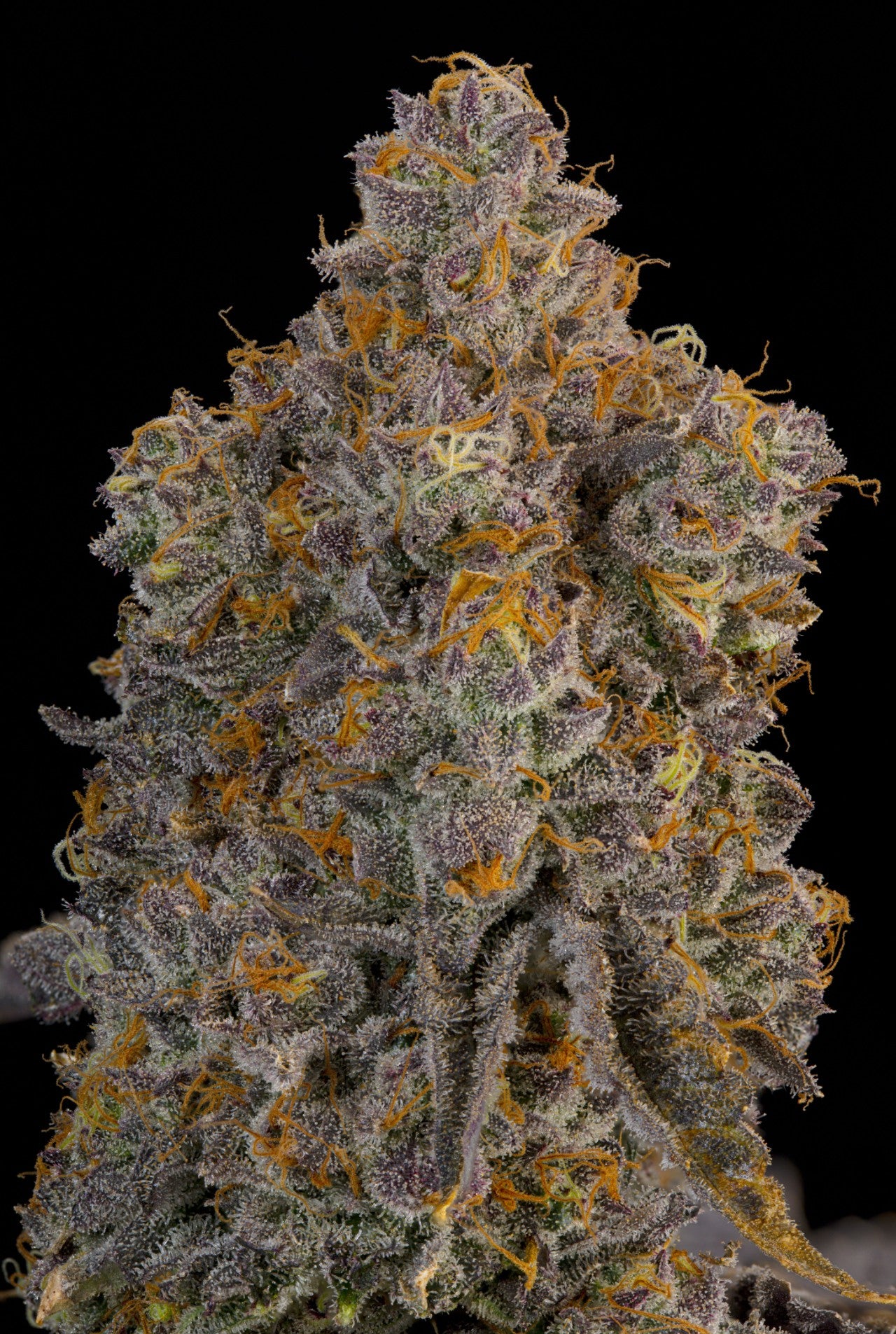 Blue Bacio (Blue Sherb x Bacio Gelato) 7 seeds + 2 Melon Dawg + 2 Peach Chai