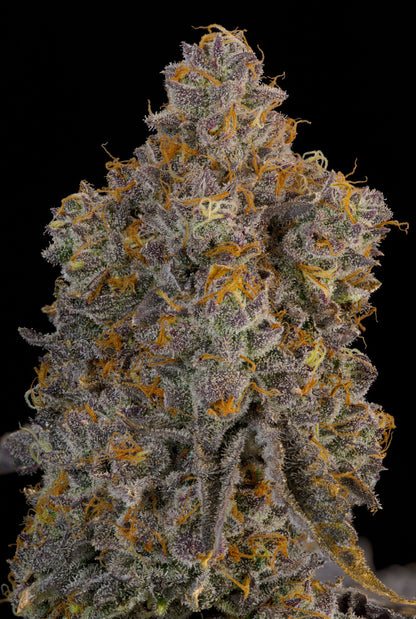 Blue Bacio (Blue Sherb x Bacio Gelato) 7 seeds + 2 Melon Dawg + 2 Peach Chai