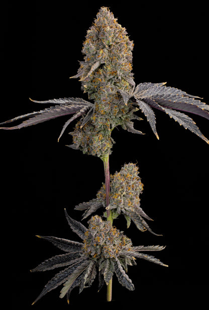 Blue Bacio (Blue Sherb x Bacio Gelato) 7 seeds + 2 Melon Dawg + 2 Peach Chai