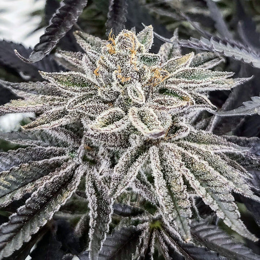King Cone (Gelato #33 x Gorilla Cookies) 3-Pack
