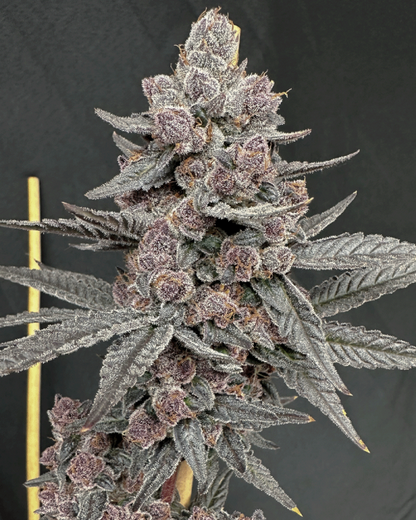 Sinferno (Sin & Juice x Gas Guzzler) 3 seeds