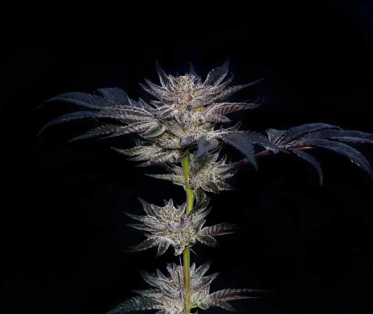 Slipstream (Animal Mints x Jet Fuel Gelato) 5 seeds