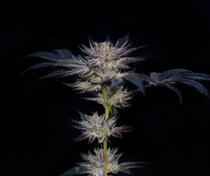 Slipstream (Animal Mints x Jet Fuel Gelato) 5 seeds