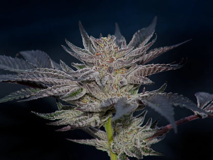 Slipstream (Animal Mints x Jet Fuel Gelato) 5 seeds