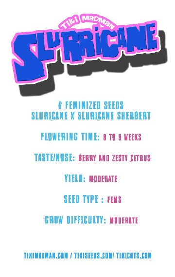 Slurricane BX (F) 6-Pack