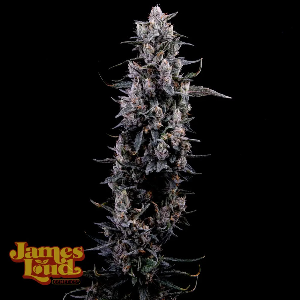 Sour Grape Diesel (Weasel's Diesel x Grape Gas) 3-Pack