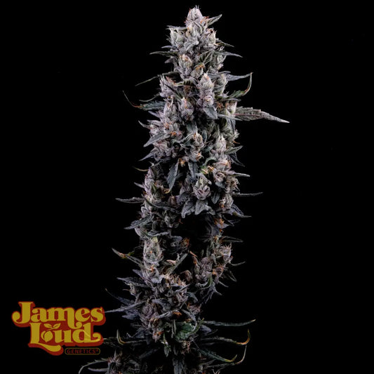 Sour Grape Diesel (Weasel's Diesel x Grape Gas) 3-Pack
