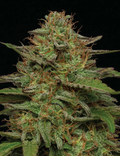 Strawberry Cheesecake Auto (Purple Panty Dropper x Strawberry Cheesecake x Vanilla Latte Auto) 5-Pack