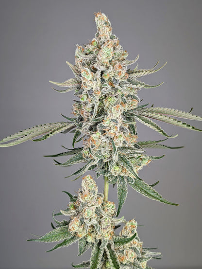 Strawberry Lobster (Strawberry Cough x Blue Lobster) 7-Pack