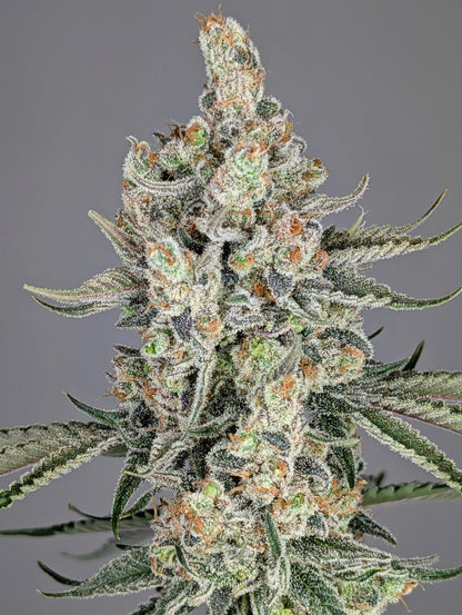 Strawberry Lobster (Strawberry Cough x Blue Lobster) 7-Pack