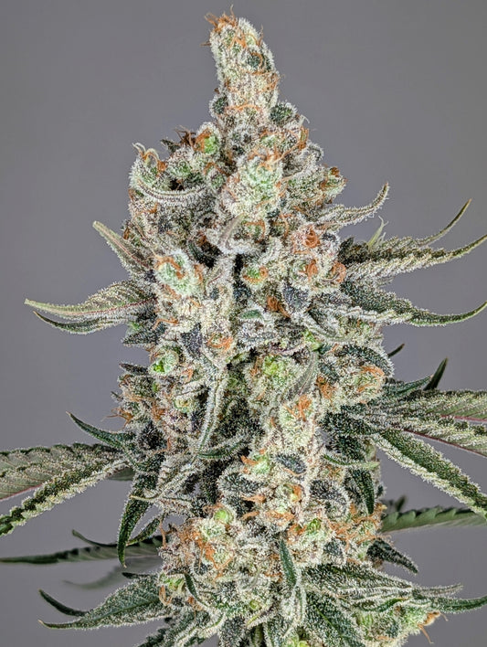 Strawberry Lobster (Strawberry Cough x Blue Lobster) 7-Pack