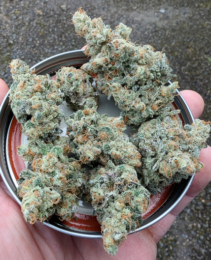 Strawberry Lobster (Strawberry Cough x Blue Lobster) 7-Pack