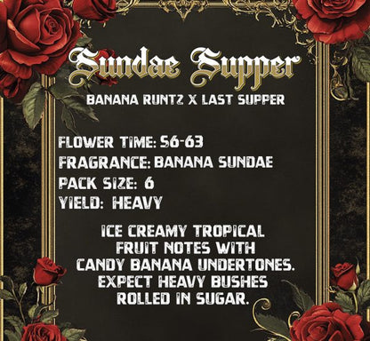 Sundae Supper (Banana Runtz x Last Supper) 3 seeds