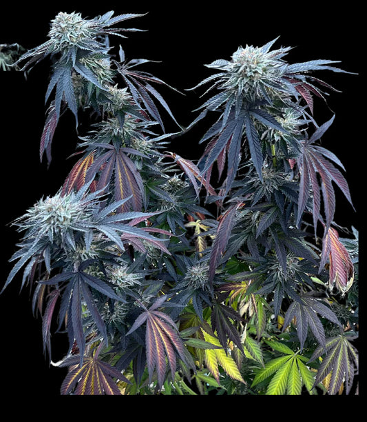 Sunset Lime (Sunset Sherbert x Limecai)