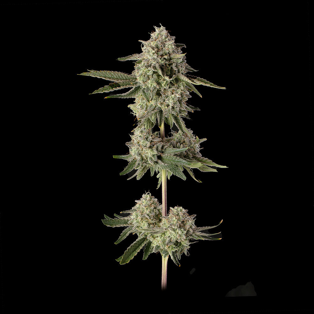 Super Belts (Rainbow Belts 3.0 x Super Lemon Haze #119) 3 seeds