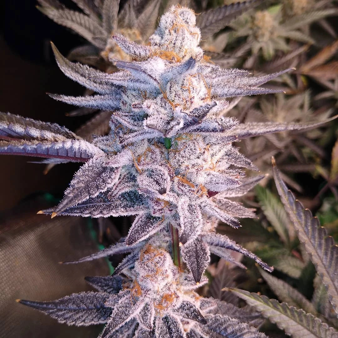 Terple (Mtn Trop Cut x Slurricane #7) 3 fem seeds