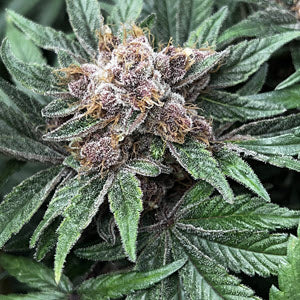 Forbidden Boogie - Mosca Collab (Forbidden Zkittlez x Raspberry Boogie) 3 seeds