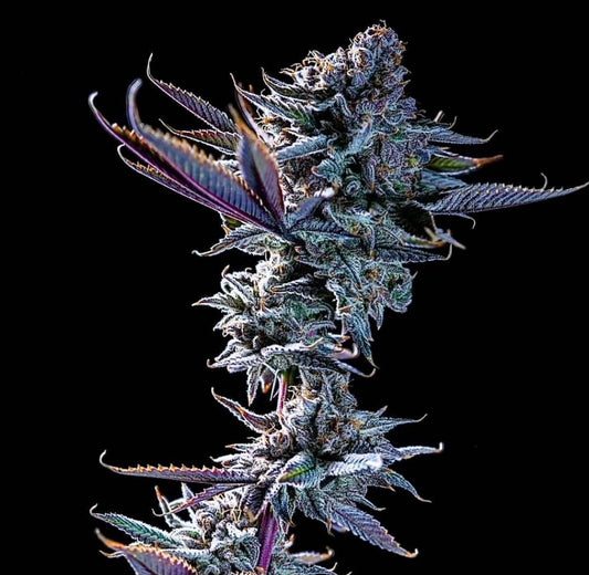 DEVIL DRIVER (Sundae Driver x Melonade) 6 seeds