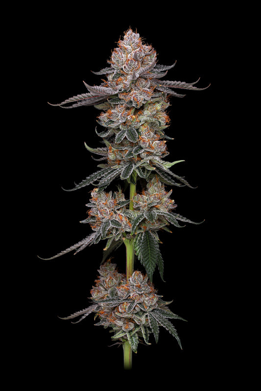 Toronjaz (Atomic Tangerine x Tropicanna Punch) FEM 5-Pack