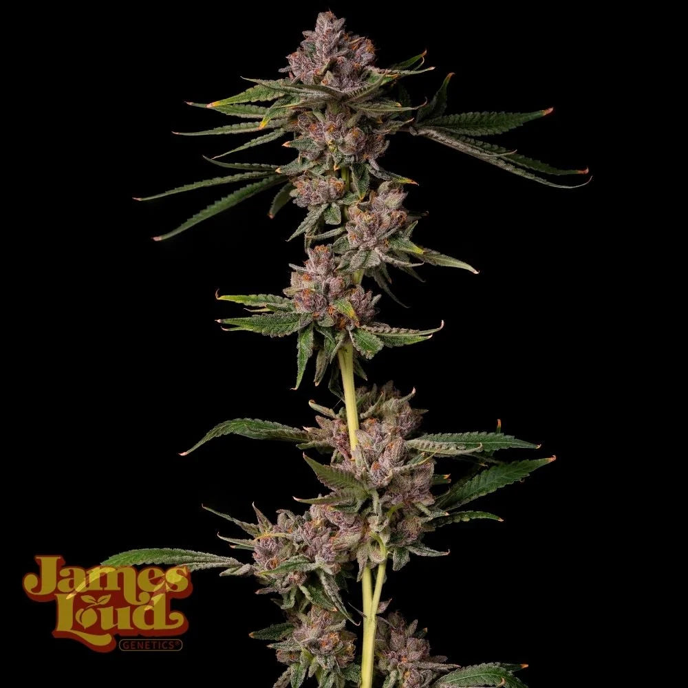 Triangle Lemon Cherry [Triangle Kush x Double Lemon Cherry] 3-Pack