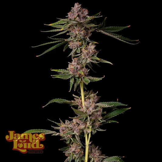 Triangle Lemon Cherry [Triangle Kush x Double Lemon Cherry] 3-Pack