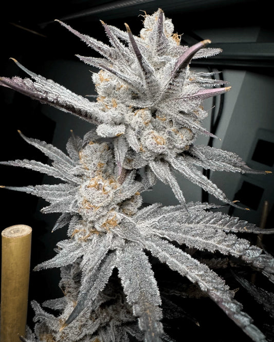 Trich Beast (Bahama Mama x Giggle Gas) 6-Pack