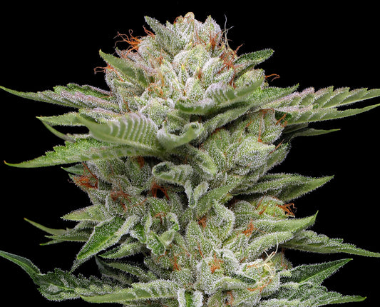 V-Auto (Durban Poison Auto x OG Auto) 5 seeds