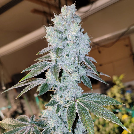 Voilà Auto Rbx5 (Lilac Diesel IBL* auto x Banana Daddy IBL** auto) 6 seeds