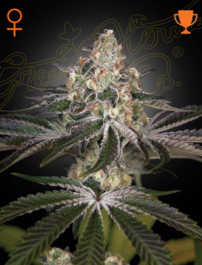 White Widow (Brazilian x South Indian) 5 seeds