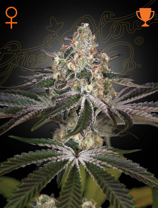 White Widow (Brazilian x South Indian) 5 seeds