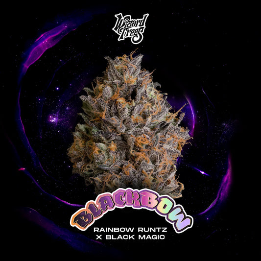 Black Bow (RAINBOW RUNTZ x BLACK MAGIC) 3 seeds