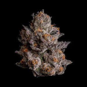 Black Orchad (Crunch Berries x Black Magic) 3 seeds