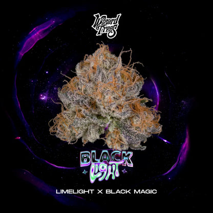 Black Light (Limelight x Black Magic) 3 seeds